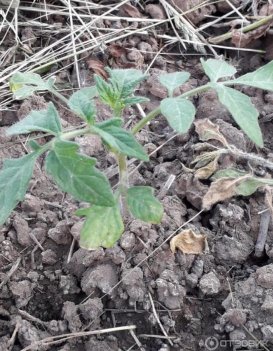 Оцелели разсад