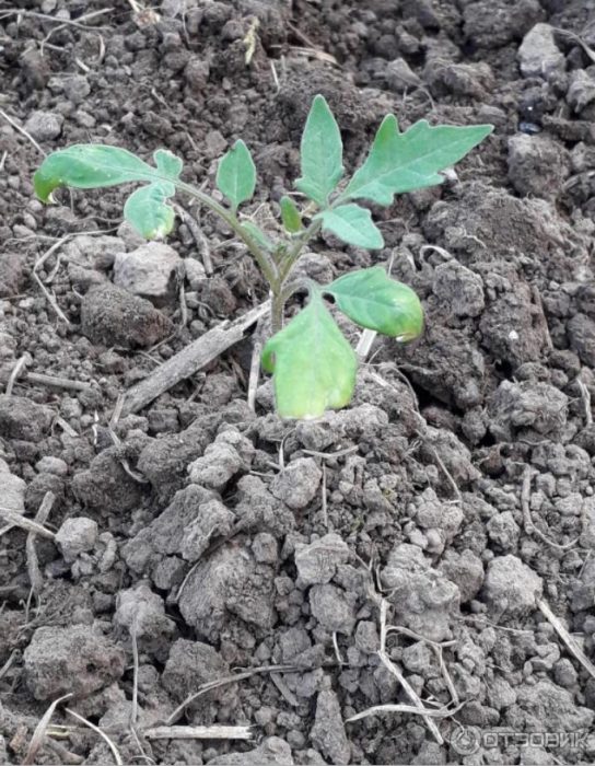 Засадени разсад