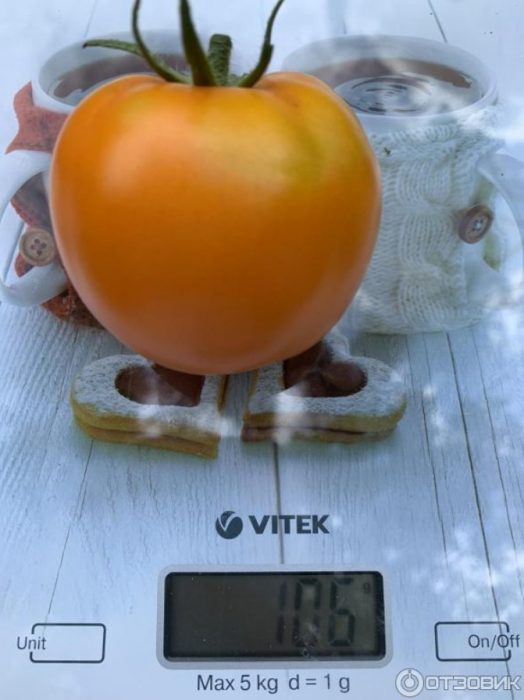 Домат на кантара