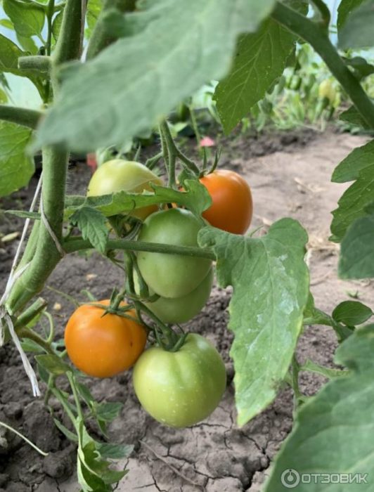 Храст и връзка домати