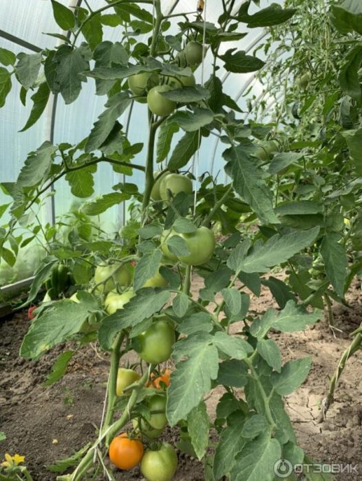 Размер на храста