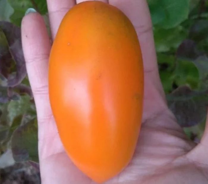 Плодове от сорта Златно руно