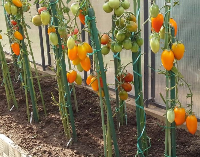 Храсти с жълти домати от сорта Златно руно