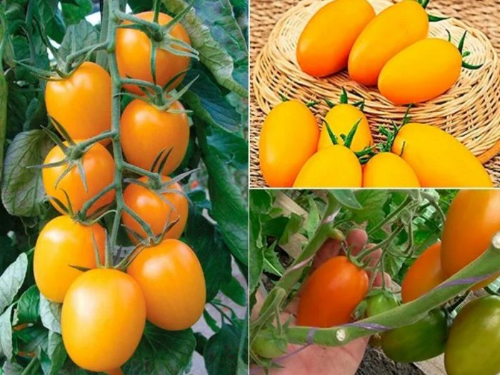 Оранжеви домати