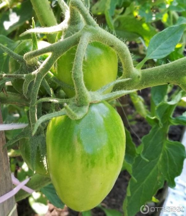 Домати на храста