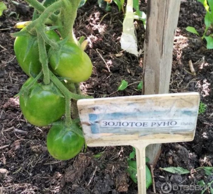 Доматен храст