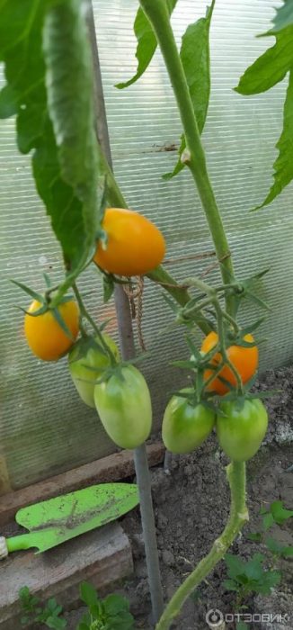 Домати на храста от сорта Златно руно