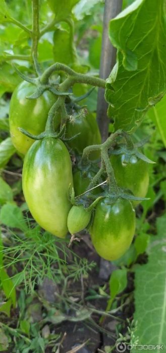 Зелени плодове на храст