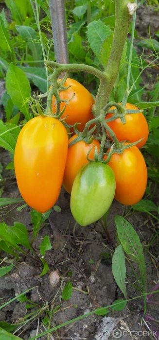 Зрели плодове на храст