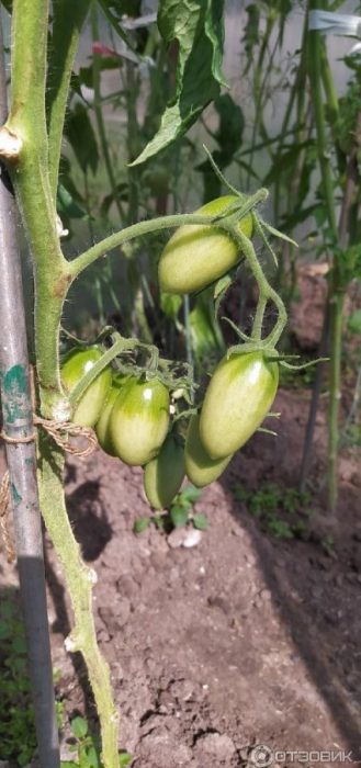 Зелени домати на четка