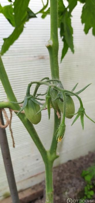 Първите зачатъци на доматите