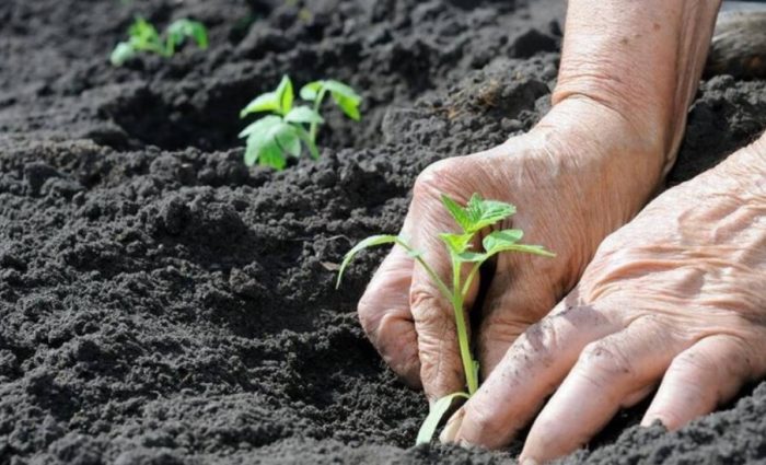 Засаждане на разсад в земята