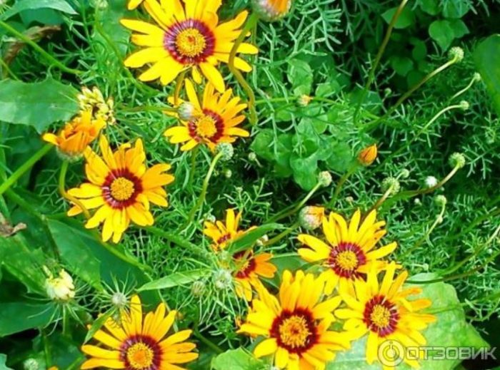 Όμορφη Ουρσίνια