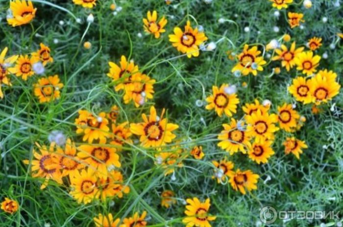 Ουρσίνια σε παρτέρι