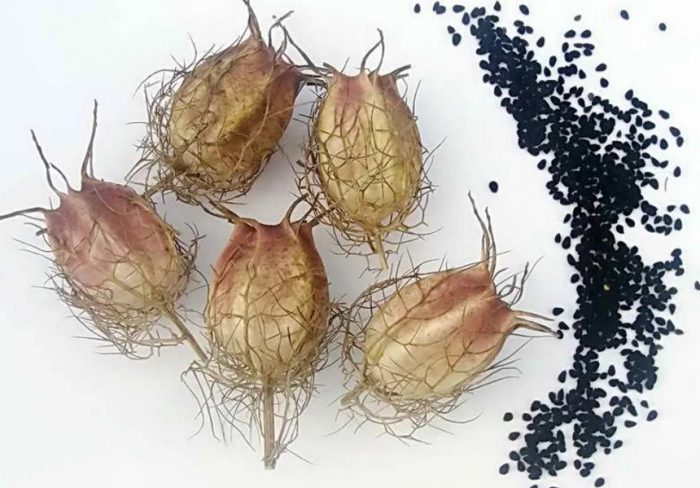 Σπόροι Νιγέλας