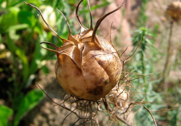 Κάψουλα σπόρων Nigella