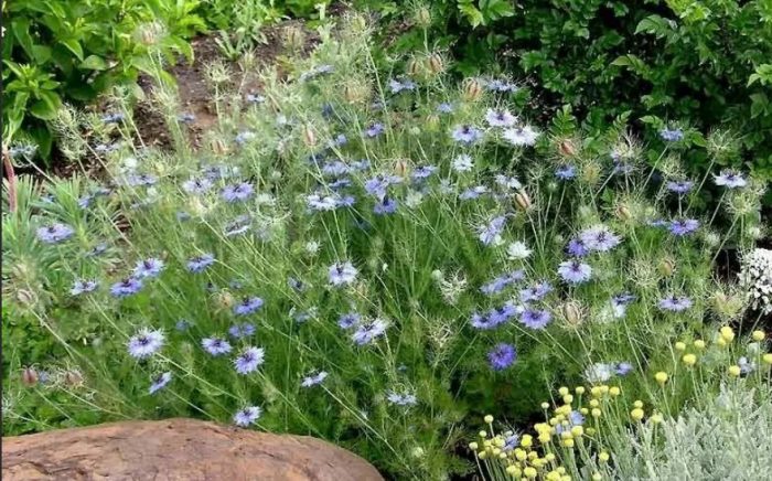 Νιγκέλα στη ντάτσα