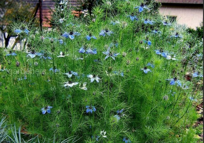 Η Νιγέλα στον κήπο