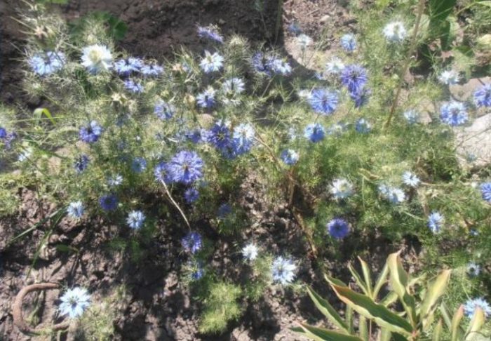 Πώς μοιάζει η νιγκέλα;