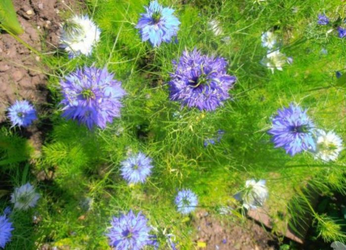 Λουλούδια Νιγέλα