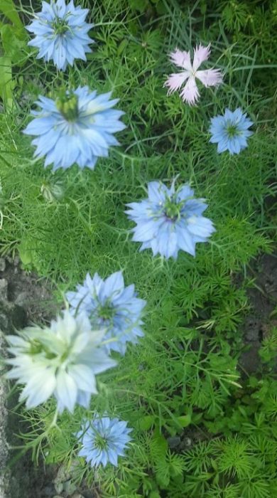 Η Νιγέλα στον κήπο