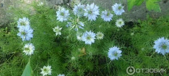 Μπλε λουλούδια