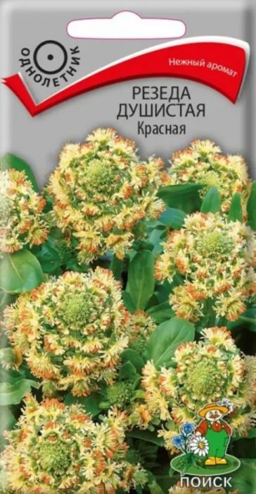 Σπόροι από την Αναζήτηση