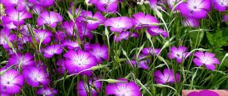 Цвете на агростема