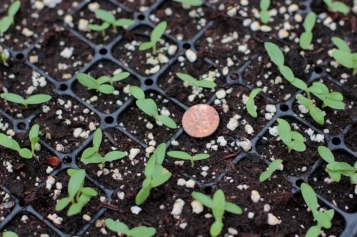 Σπορόφυτα Agrostemma