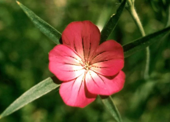 Ποικιλία Rose Queen