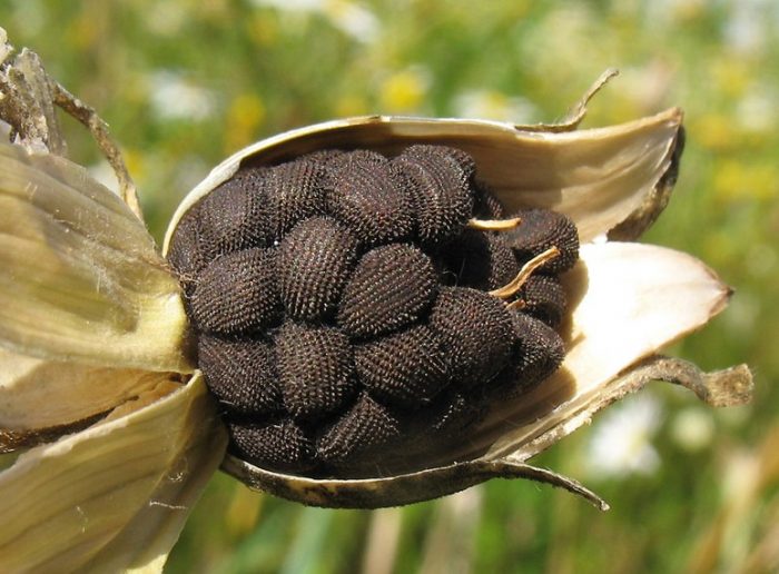 Επικεφαλής αγροστώματος
