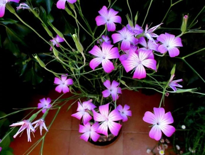 Βάζο με αγροστέμμα