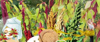 Ползите и красотата на амаранта