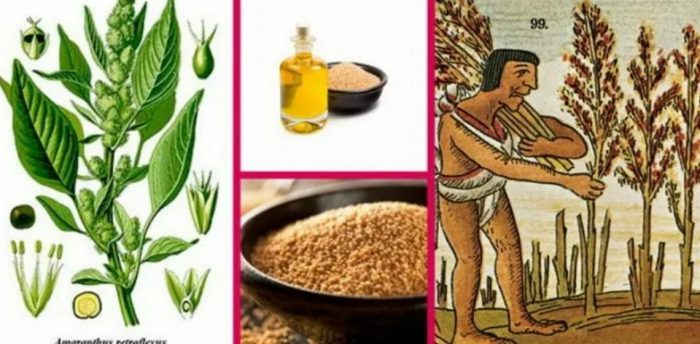 Η χρήση του αμαράνθου από τους Αζτέκους