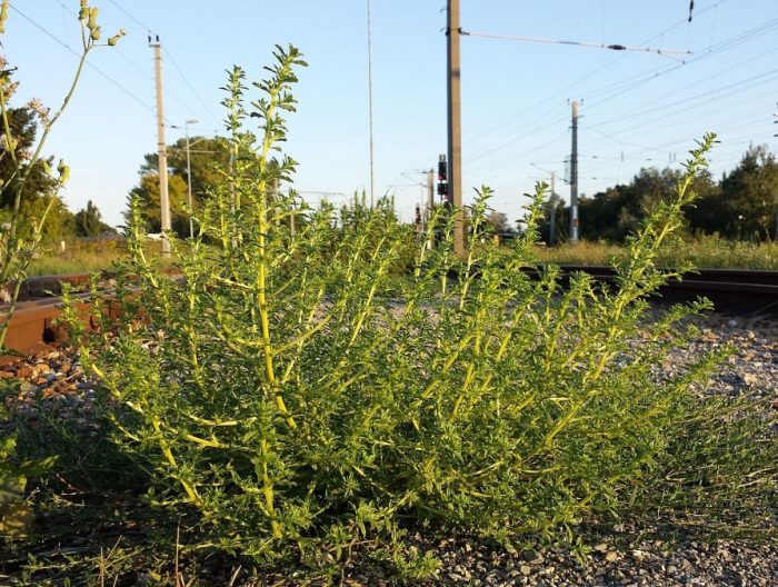 Λευκό αμάραντο