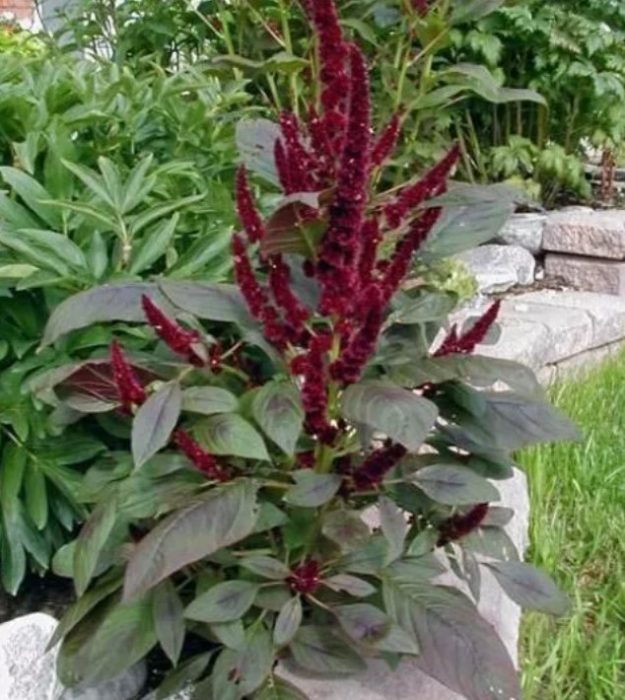 Ποικιλία Red Torch