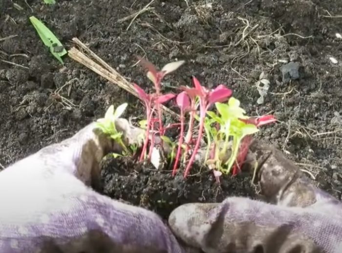 Φύτευση σπορόφυτων αμαράνθου