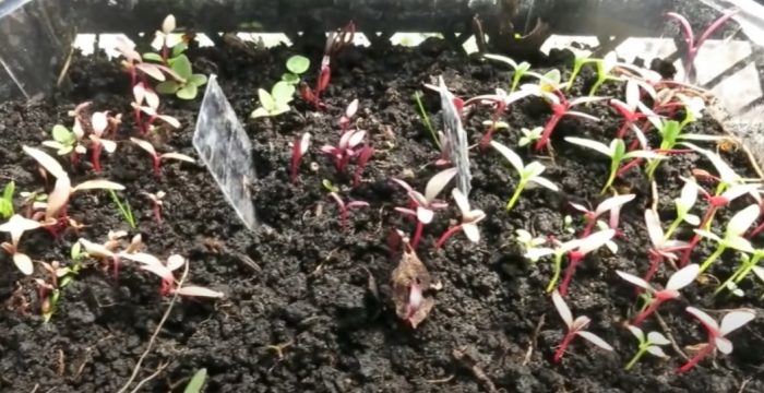 Σπορόφυτα αμαράνθου