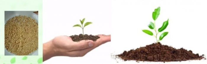 Καλλιέργεια αμαράνθου από σπόρους