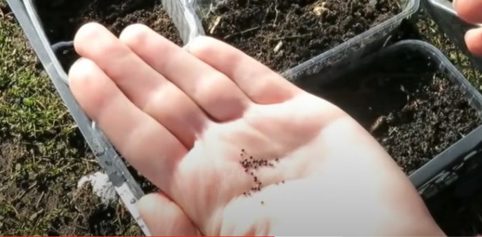 Σπορά σπορόφυτων αμαράνθου