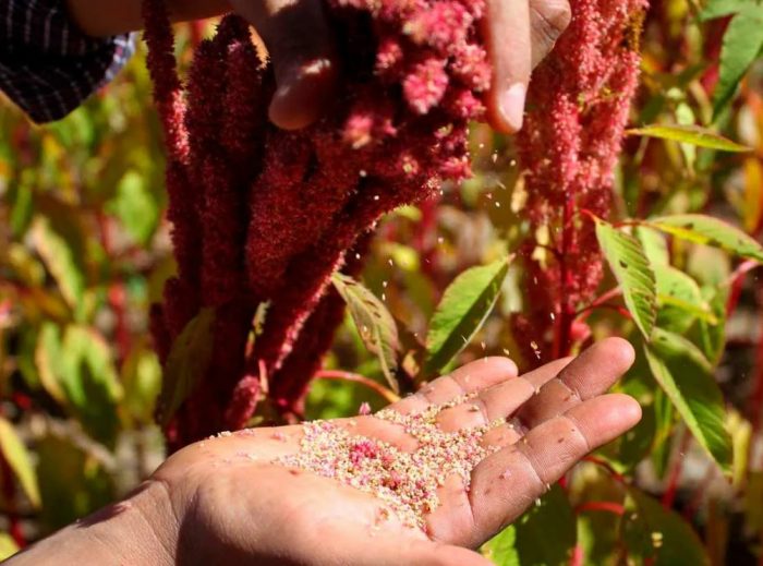 Συλλογή σπόρων αμαράνθου