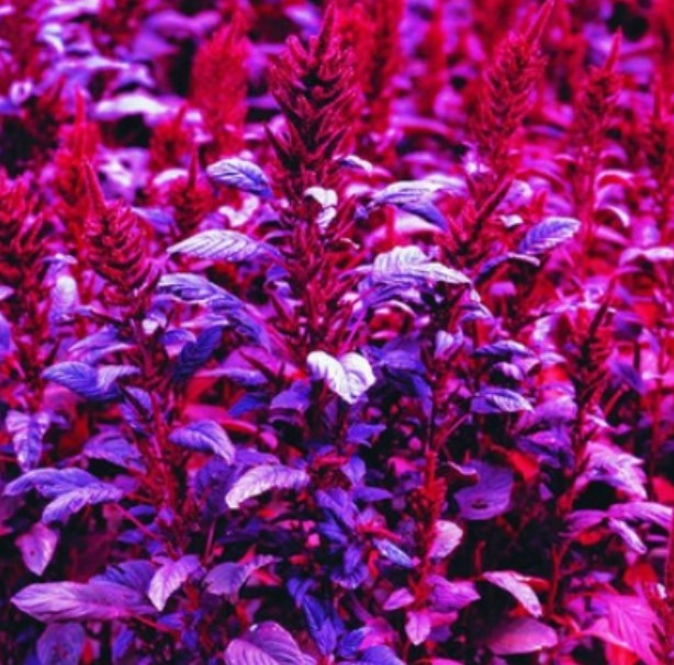 Βελούδο Αμαράνθου Κερασιού