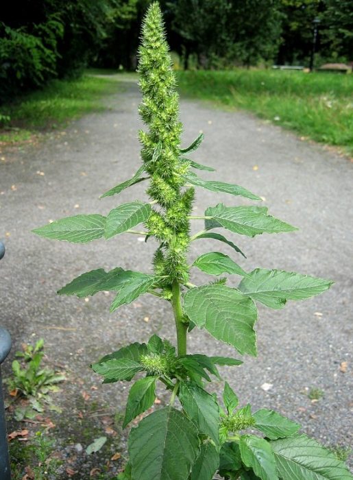 Αμαράνθη οπισθοκαμπτική