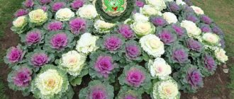 Декоративно зеле в градината