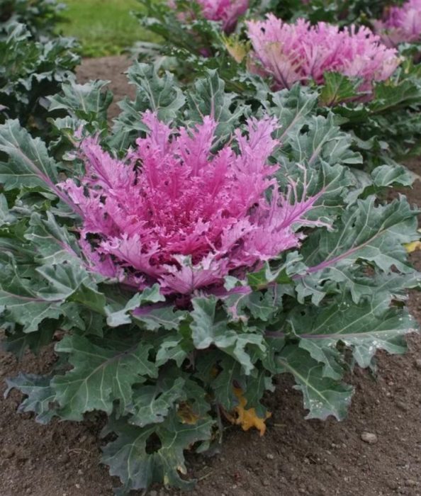 Сорт: Реснистолистна