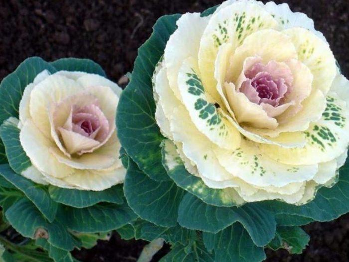 Декоративно зеле сорт Heron