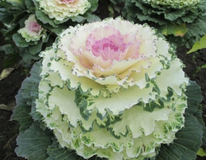 Сорт Виктория Дав