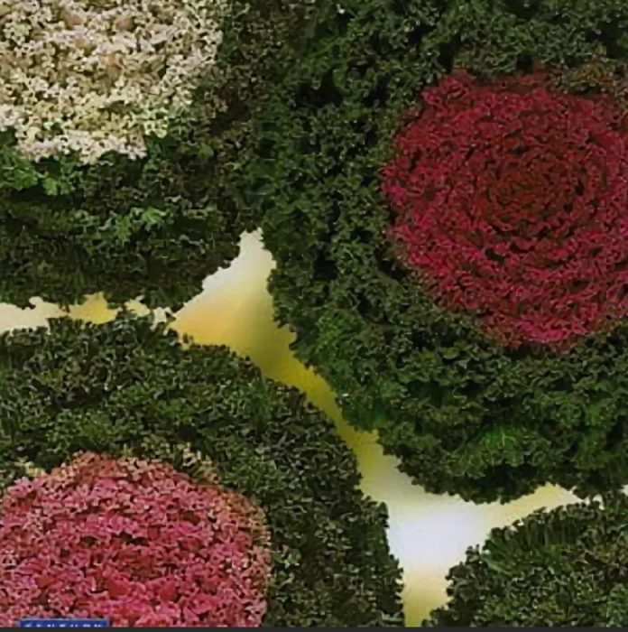 Разнообразие от какаду