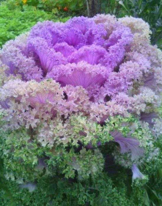 Разнообразие Червено къдраво