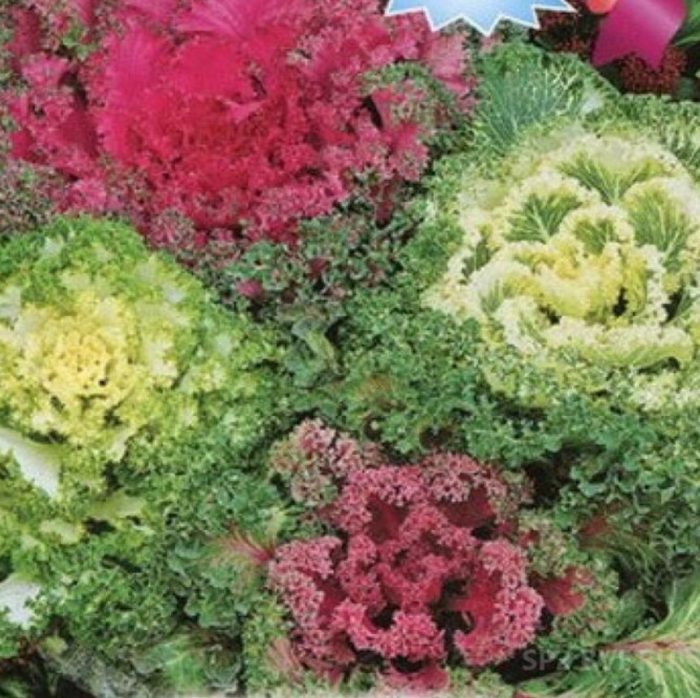 Есенен сорт Попури